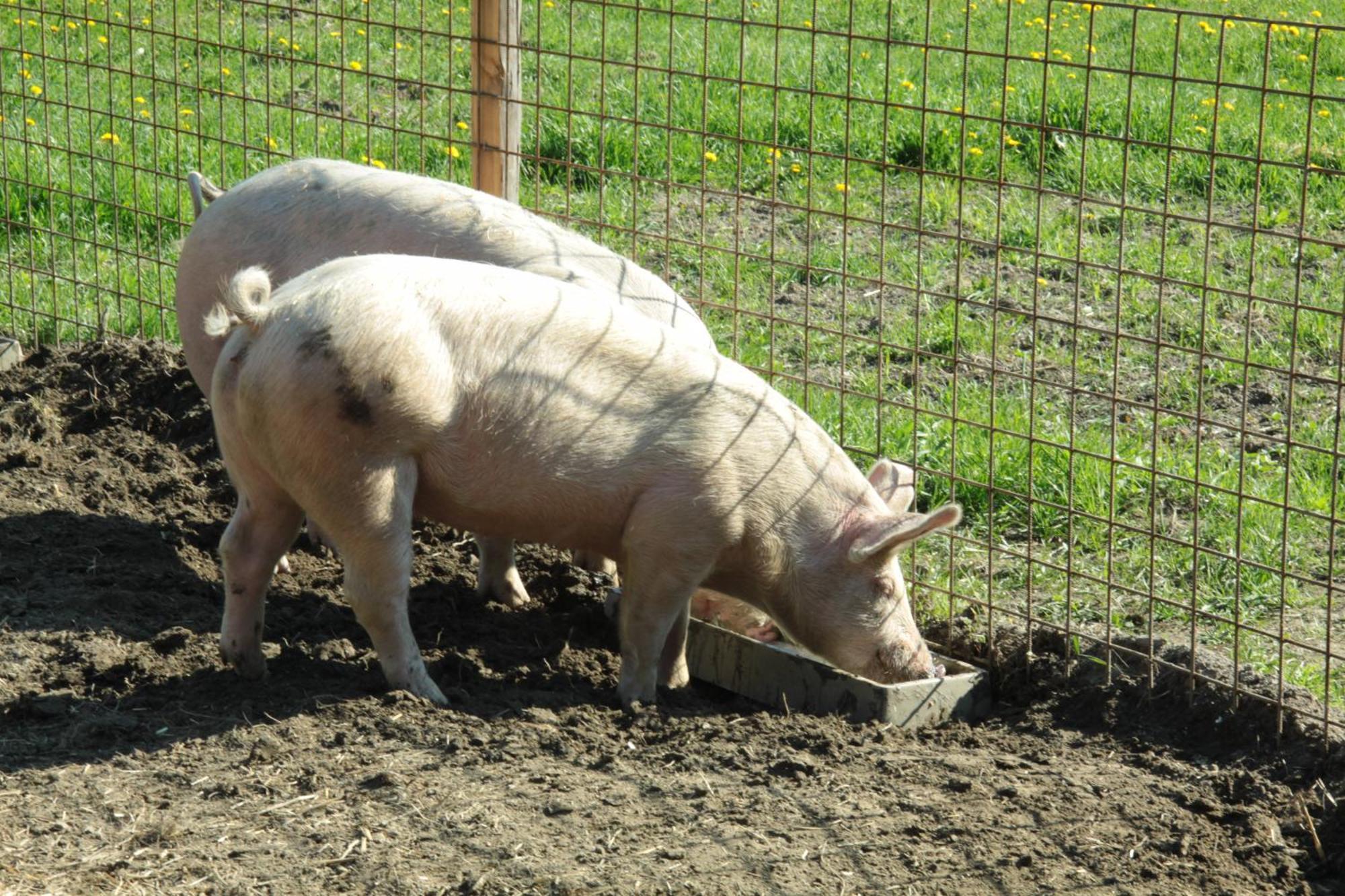 Biohof Sauschneider Lägenhet Sankt Margarethen im Lungau Exteriör bild