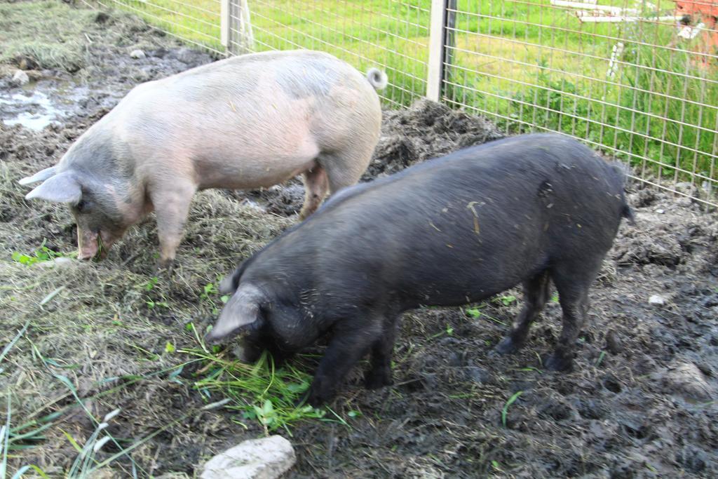 Biohof Sauschneider Lägenhet Sankt Margarethen im Lungau Exteriör bild