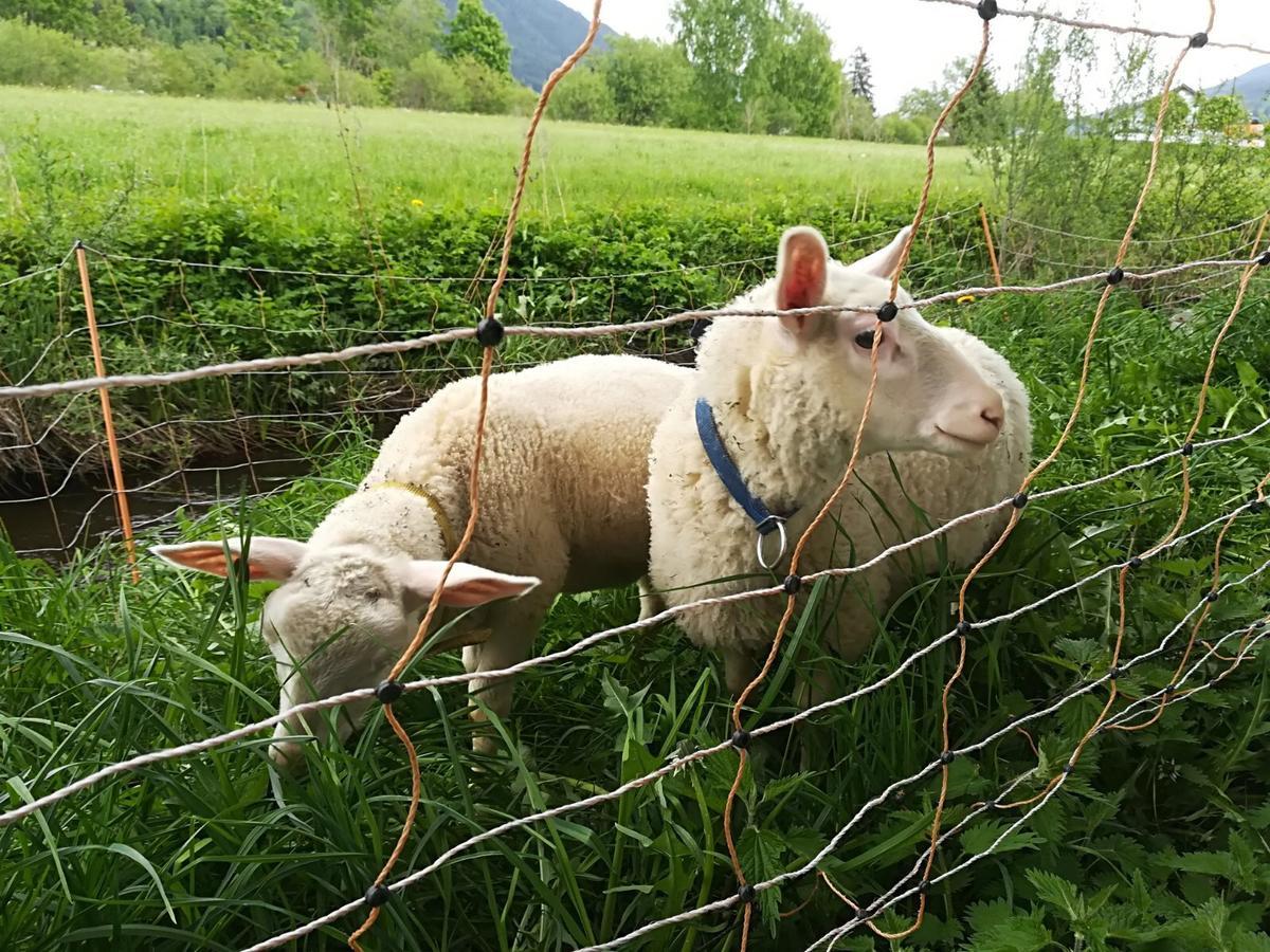 Biohof Sauschneider Lägenhet Sankt Margarethen im Lungau Exteriör bild